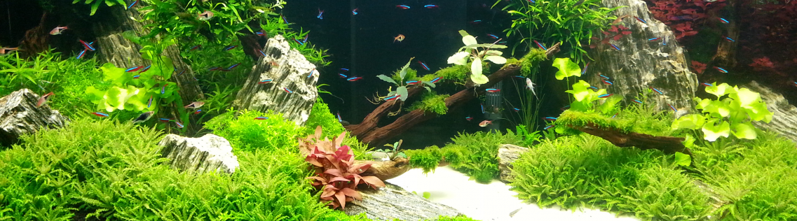 Scaping Aquarium